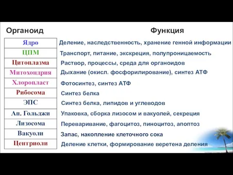 Органоид Функция Деление, наследственность, хранение генной информации Транспорт, питание, экскреция, полупроницаемость Раствор,