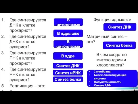 Где синтезируется ДНК в клетке прокариот? Где синтезируется ДНК в клетке эукариот?