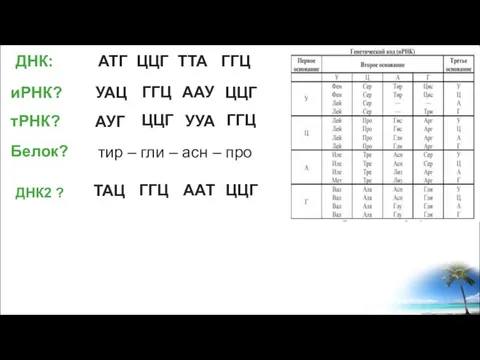 ДНК: АТГ ЦЦГ ТТА ГГЦ иРНК? УАЦ тРНК? АУГ ГГЦ ААУ ЦЦГ