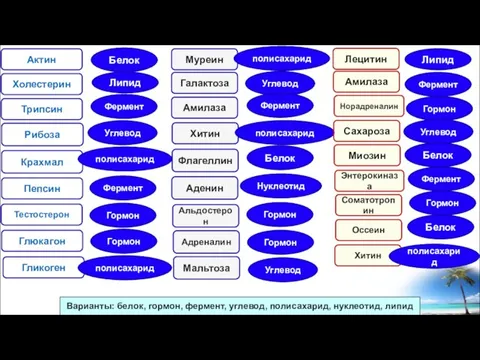 Актин Амилаза Хитин Флагеллин Глюкагон Гликоген Белок Липид Углевод Муреин Тестостерон Трипсин