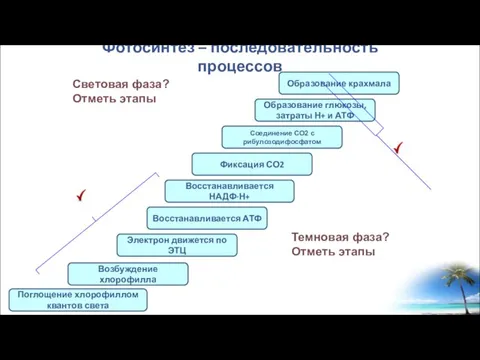 Фотосинтез – последовательность процессов Поглощение хлорофиллом квантов света Возбуждение хлорофилла Электрон движется