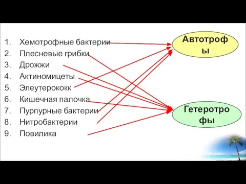 Гетеротрофы Автотрофы Хемотрофные бактерии Плесневые грибки Дрожжи Актиномицеты Элеутерококк Кишечная палочка Пурпурные бактерии Нитробактерии Повилика