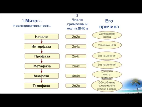 1 Митоз - последовательность Интерфаза Профаза Метафаза Анафаза Телофаза 2n2c Начало 2n4c