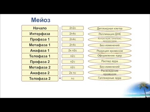 Мейоз Начало Интерфаза Профаза 1 Метафаза 1 Анафаза 1 Телофаза 1 Профаза