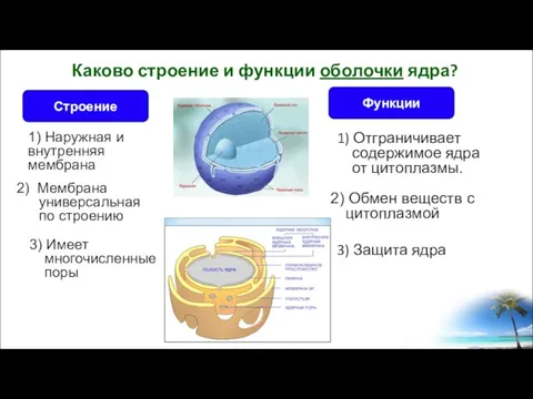 Каково строение и функции оболочки ядра? 1) Отграничивает содержимое ядра от цитоплазмы.