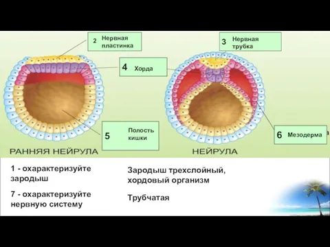 6 3 4 5 1 - охарактеризуйте зародыш Нервная пластинка Нервная трубка