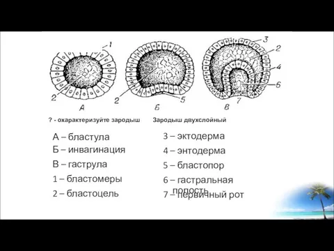 ? - охарактеризуйте зародыш Зародыш двухслойный 3 – эктодерма А – бластула