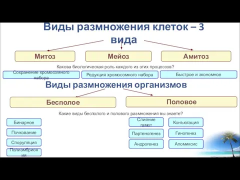 Виды размножения клеток – 3 вида Митоз Мейоз Амитоз Виды размножения организмов