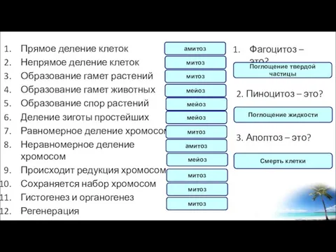 Прямое деление клеток Непрямое деление клеток Образование гамет растений Образование гамет животных