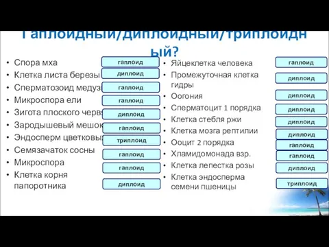 Гаплоидный/диплоидный/триплоидный? Спора мха Клетка листа березы Сперматозоид медузы Микроспора ели Зигота плоского