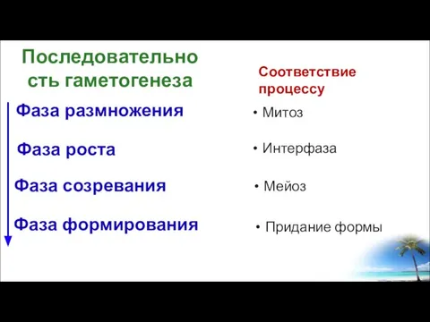 Последовательность гаметогенеза Соответствие процессу Фаза роста Фаза размножения Фаза созревания Фаза формирования