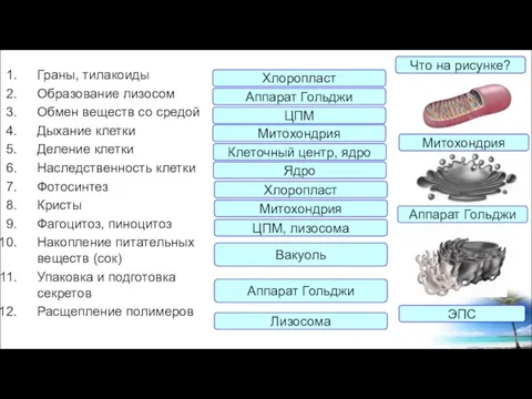 Граны, тилакоиды Образование лизосом Обмен веществ со средой Дыхание клетки Деление клетки