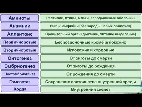 Амниоты Анамнии Аллантоис Первичноротые Вторичноротые Онтогенез Эмбриогенез Постэмбриогенез Гомеостаз Рыбы, амфибии (без