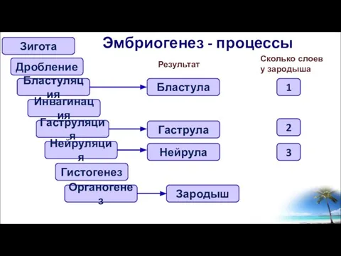 Эмбриогенез - процессы Зигота Дробление Бластуляция Гаструляция Нейруляция Инвагинация Бластула Гаструла Результат