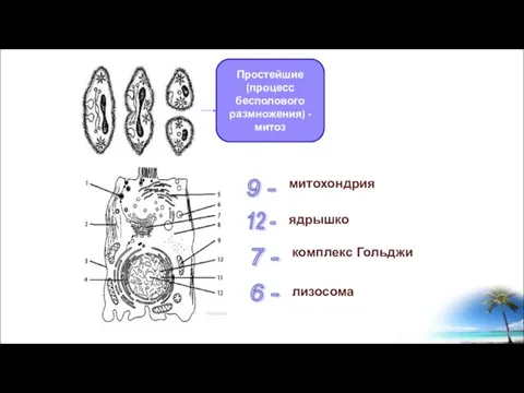 Простейшие (процесс бесполового размножения) - митоз 9 - митохондрия 12 - ядрышко