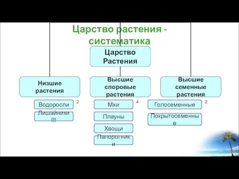 Царство растения - систематика Водоросли Лишайники !!! Мхи Плауны Хвощи Папоротники Голосеменные Покрытосеменные 2 4 2