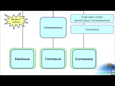 Назови 3 класса Хвойные Гнетовые Саговники Еще один класс реликтовых голосеменных Гинкговые