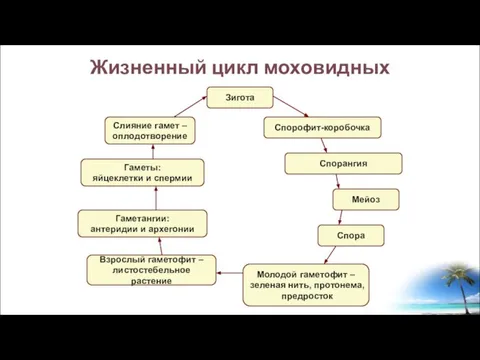 Жизненный цикл моховидных Зигота Спорофит-коробочка Спорангия Спора Мейоз Молодой гаметофит – зеленая