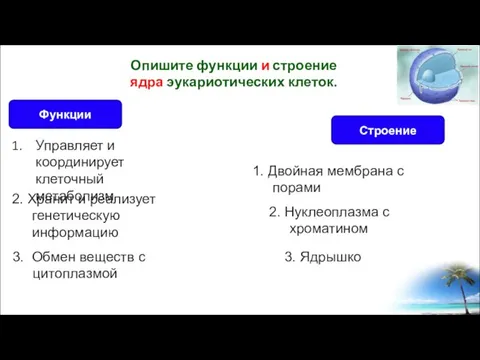 Управляет и координирует клеточный метаболизм Опишите функции и строение ядра эукариотических клеток.