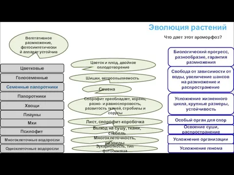 Эволюция растений Одноклеточные водоросли Мхи Многоклеточные водоросли Псилофит Голосеменные Семенные папоротники Папоротники