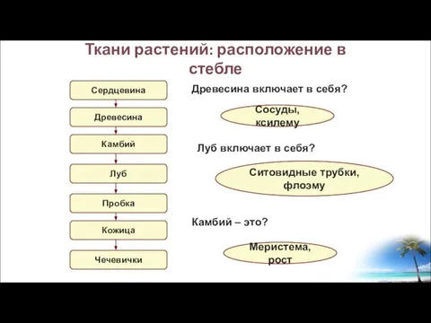 Ткани растений: расположение в стебле Сердцевина Древесина Камбий Луб Пробка Кожица Чечевички