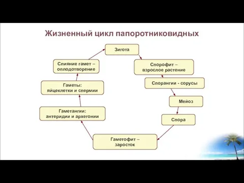 Жизненный цикл папоротниковидных Зигота Спорофит – взрослое растение Спорангии - сорусы Спора