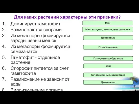 Доминирует гаметофит Размножаются спорами Из мегаспоры формируется зародышевый мешок Из мегаспоры формируется