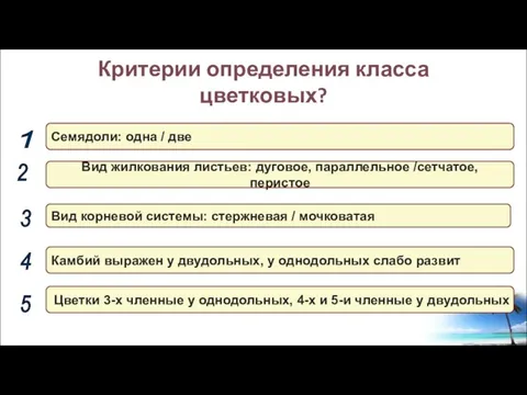 Критерии определения класса цветковых? Вид корневой системы: стержневая / мочковатая Вид жилкования