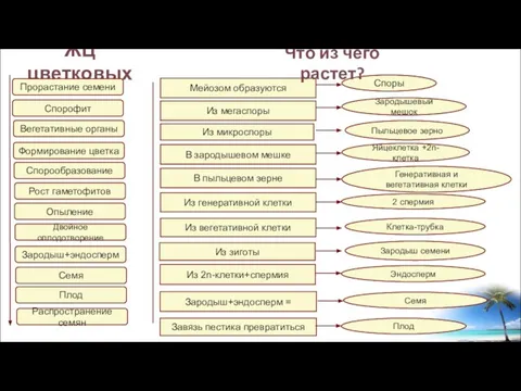 ЖЦ цветковых Прорастание семени Спорофит Вегетативные органы Формирование цветка Двойное оплодотворение Зародыш+эндосперм