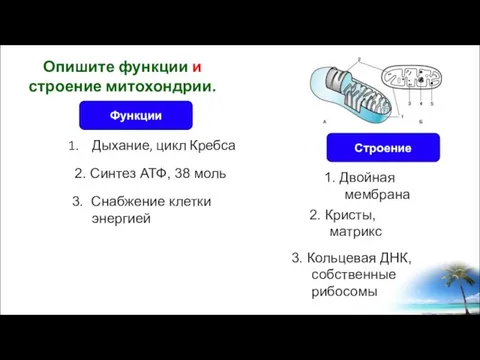 Дыхание, цикл Кребса Опишите функции и строение митохондрии. Строение Функции 2. Синтез