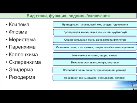 Ксилема Флоэма Меристема Паренхима Колленхима Склеренхима Эпидерма Ризодерма Проводящая, восходящий ток, сосуды