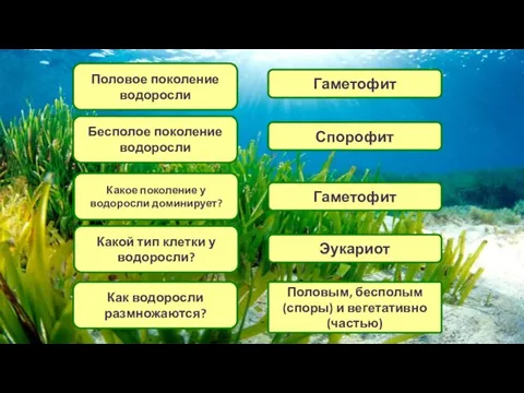 Половое поколение водоросли Бесполое поколение водоросли Какое поколение у водоросли доминирует? Какое