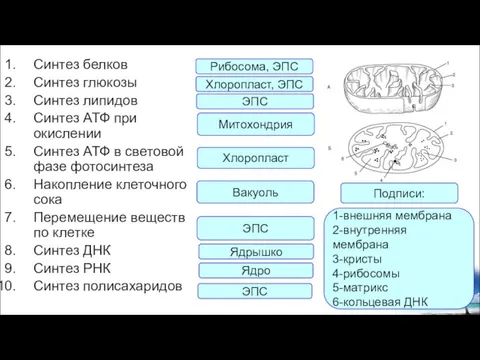 Синтез белков Синтез глюкозы Синтез липидов Синтез АТФ при окислении Синтез АТФ