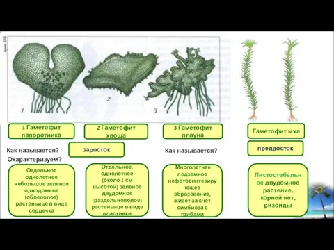 3 Гаметофит плауна 1 Гаметофит папоротника 2 Гаметофит хвоща Листостебельное двудомное растение,