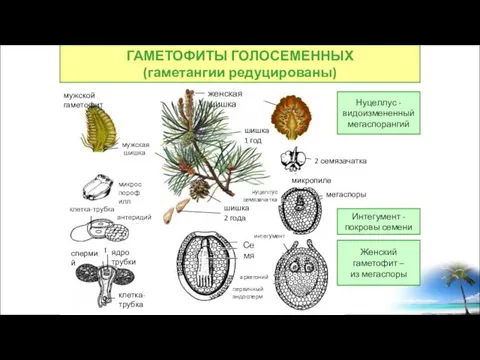 женская шишка мужская шишка мужской гаметофит клетка-трубка спермий микроспорофилл ядро трубки антеридий