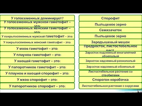 У голосеменных доминирует? У голосеменных мужской гаметофит – это: У голосеменных женский