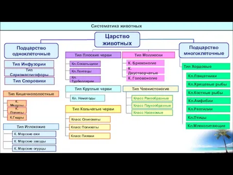 Класс Ракообразные Класс Полихеты Класс Пиявки К.Медузы К.Гидры К.Полипы Систематика животных Кл.Сосальщики