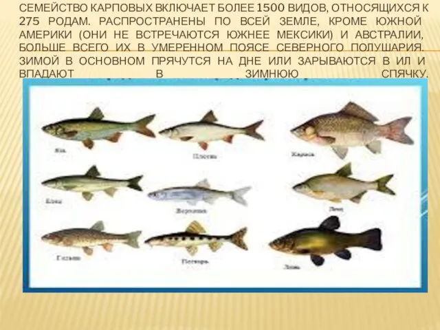 СЕМЕЙСТВО КАРПОВЫХ ВКЛЮЧАЕТ БОЛЕЕ 1500 ВИДОВ, ОТНОСЯЩИХСЯ К 275 РОДАМ. РАСПРОСТРАНЕНЫ ПО