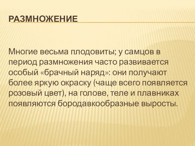 РАЗМНОЖЕНИЕ Многие весьма плодовиты; у самцов в период размножения часто развивается особый