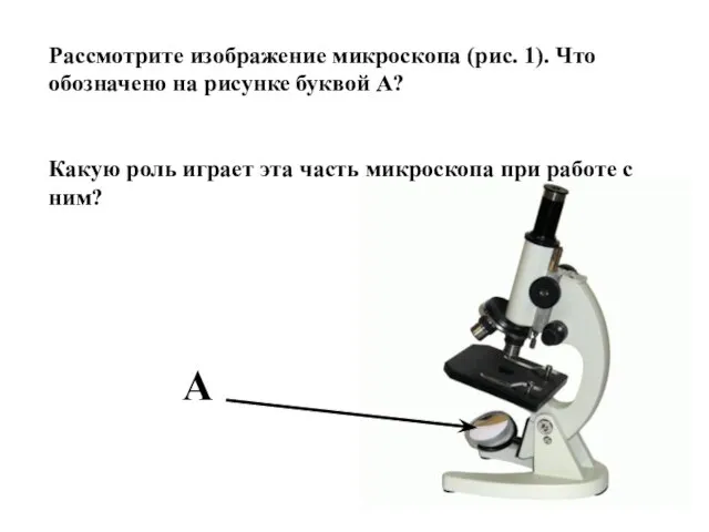 Рассмотрите изображение микроскопа (рис. 1). Что обозначено на рисунке буквой А? Какую