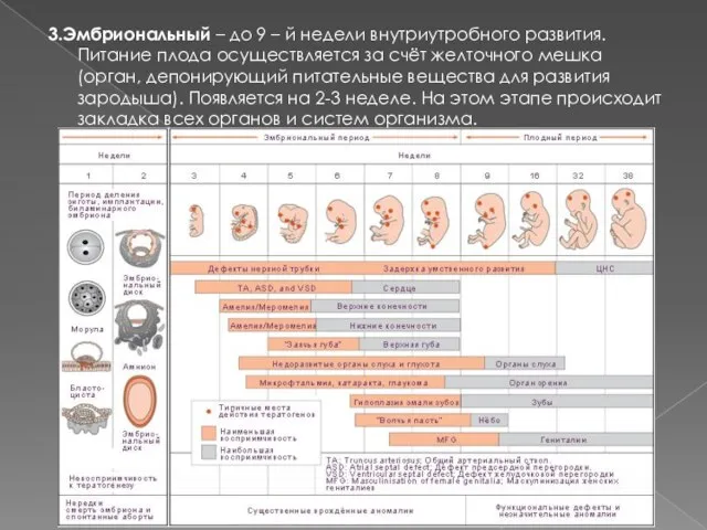 3.Эмбриональный – до 9 – й недели внутриутробного развития. Питание плода осуществляется