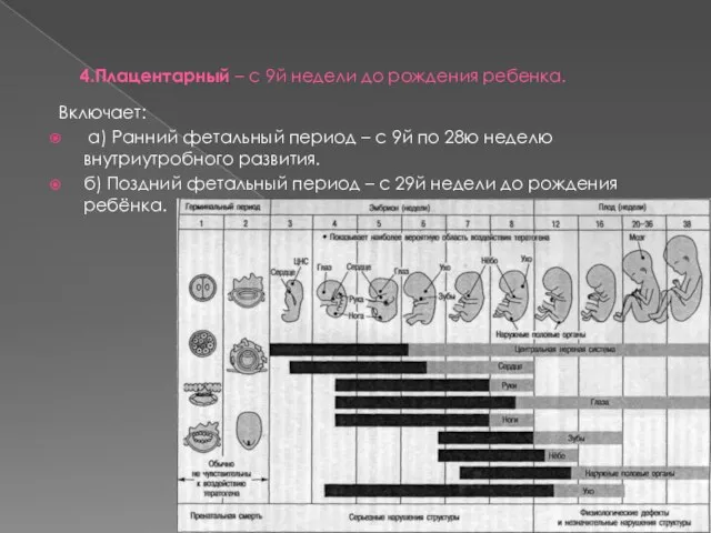 4.Плацентарный – с 9й недели до рождения ребенка. Включает: а) Ранний фетальный