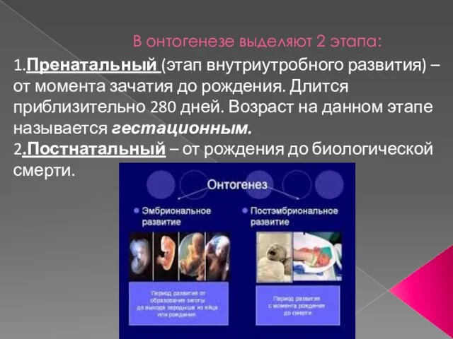 В онтогенезе выделяют 2 этапа: 1.Пренатальный (этап внутриутробного развития) – от момента