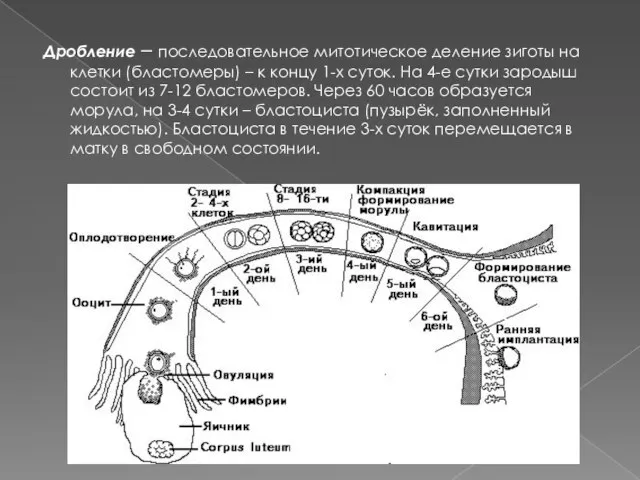 Дробление – последовательное митотическое деление зиготы на клетки (бластомеры) – к концу