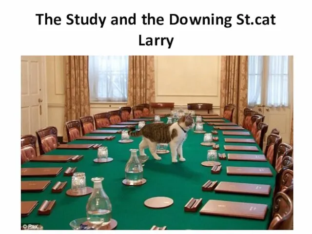 The Study and the Downing St.cat Larry