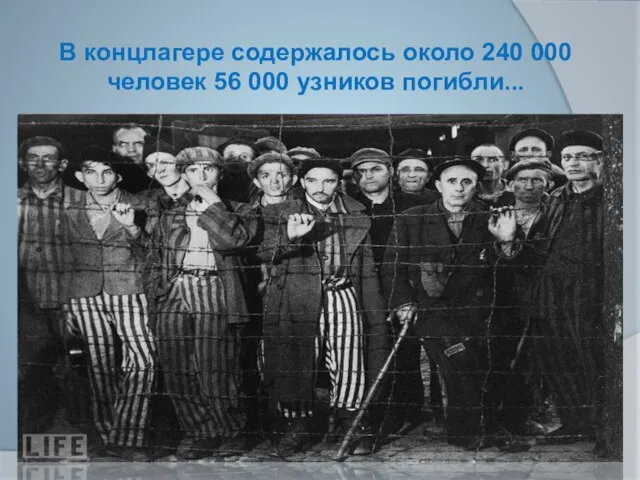 В концлагере содержалось около 240 000 человек 56 000 узников погибли...