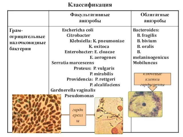 Классификация гарднереллы ключевые клетки гарднереллы