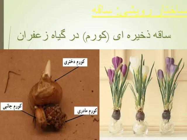 ساختار رویشی: ساقه ساقه ذخیره ای (كورم) در گیاه زعفران