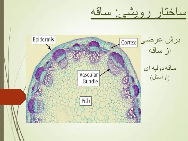 ساقه دولپه ای (اواستل) برش عرضی از ساقه ساختار رویشی: ساقه