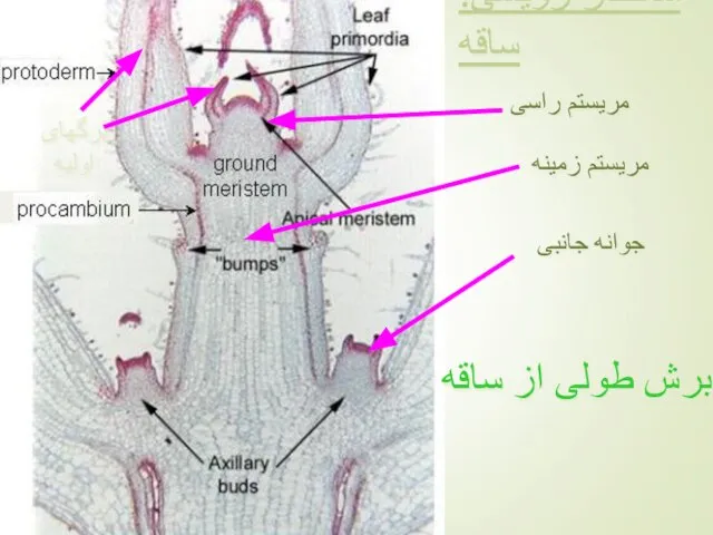 ساختار رویشی: ساقه مریستم راسی برش طولی از ساقه مریستم زمینه جوانه جانبی برگهای اولیه